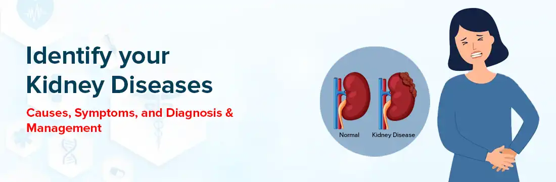 Identify Your Kidney Diseases: Causes, Symptoms, Diagnosis and Management